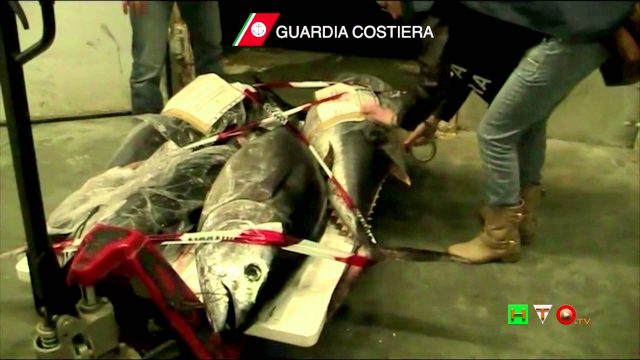 Capitaneria di Porto di Roma – Guardia Costiera – Operazione Tonno Rosso