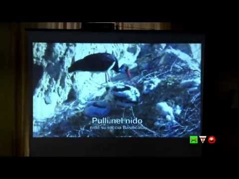 Liberazione Cicogne Nere del Bioparco alla tenuta di Polline