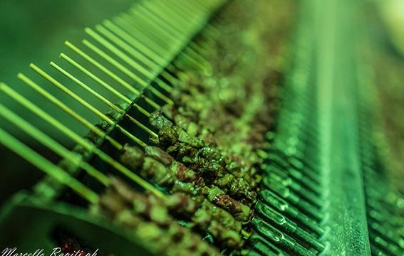 Sagra della pecora: anche menu senza glutine nel doppio week-end dedicato ai sapori di Fabrica di Roma