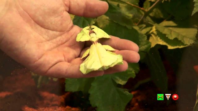 Bioparco di Roma – Mostra sugli Insetti