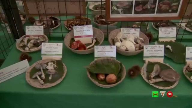 Gruppo Ecologico Micologico Alto Lazio – GEMAL – Bracciano XV “Mostra del Fungo”