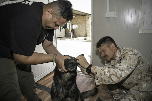 Missione in Iraq:visite veterinarie agli assetti k9 di Mosul