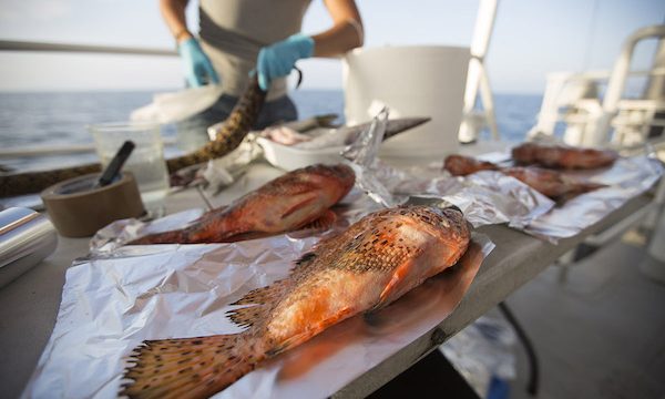 Microplastica anche in pesci ed invertebrati, lo conferma una ricerca Greenpeace/UNIVPM/ISMAR-CNR  
