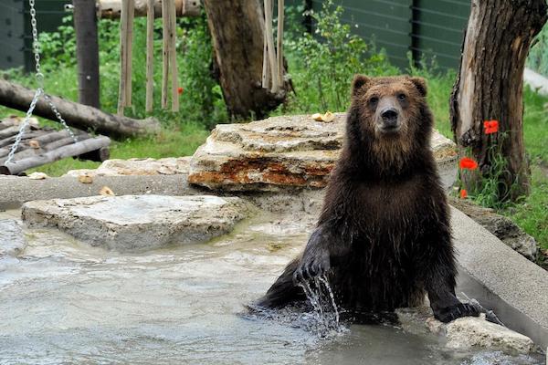 Il Bioparco di Roma accoglie tre cuccioli di orso bruno albanesi maltrattati