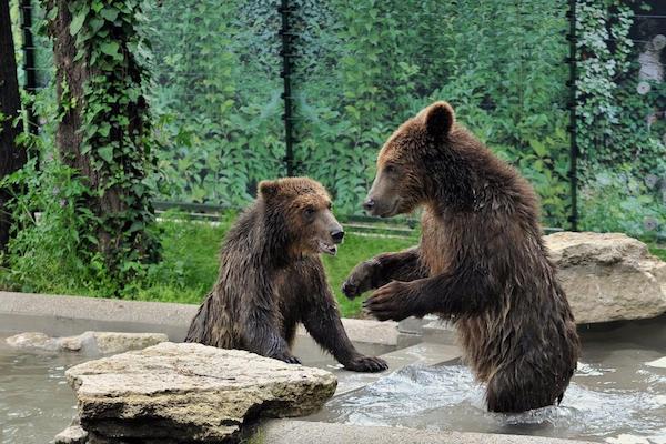 Il Bioparco di Roma accoglie tre cuccioli di orso bruno albanesi maltrattati