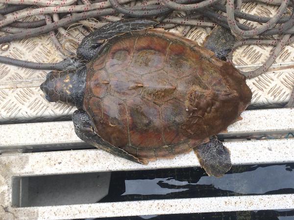 Tartaruga marina caretta caretta ferita tratta in salvo nel porto di Civitavecchia