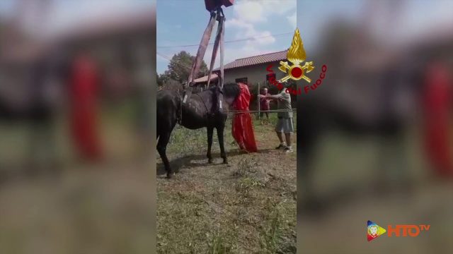 Vigili del Fuoco – Trevignano Romano (RM), Soccorsi ad un cavallo caduto in una vasca