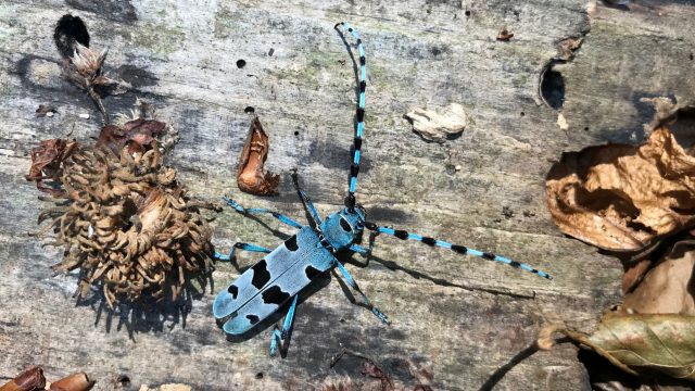 Importante ritrovamento faunistico nel Parco di Bracciano