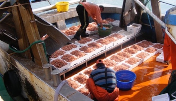 Nuovo report di Greenpeace: “La pesca nelle aree di riproduzione dello Stretto di Sicilia è fuori controllo”
