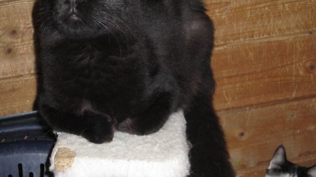 Bruschetta, mascotte di SuperCat Show