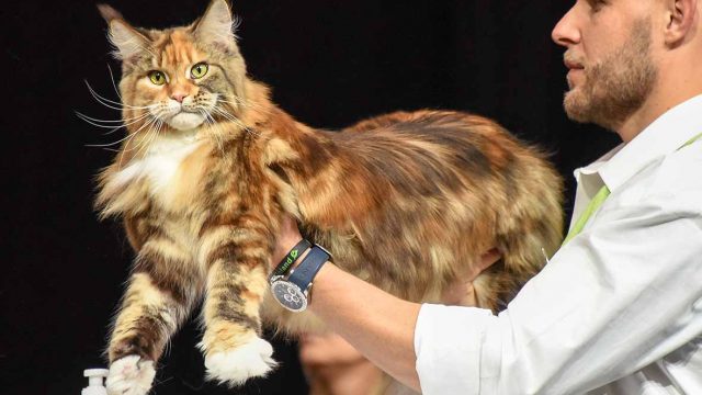 Gatti neri e campioni del Mondo al SuperCat Show