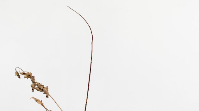 NonostanteMarras: inaugurazione mostra “Martina della Valle. Unexpected neighbors”