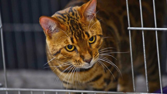 “SuperCat Show 2018”: torna il felin-evento più atteso dell’anno. Mi-ci porti?