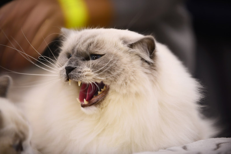 “SuperCat Show 2018”: torna il felin-evento più atteso dell’anno. Mi-ci porti?