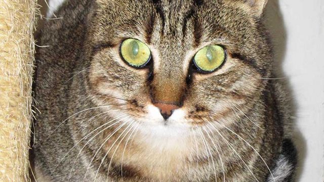 Bobo e Turbina in cerca di adozione al SuperCat Show