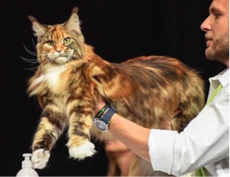 Mi-ci-porti? La XIX edizione del SuperCat Show chiude in bellezza…felina