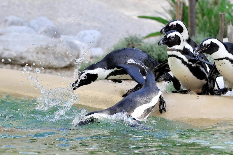 Il Bioparco di Roma accoglie i pinguini del Capo