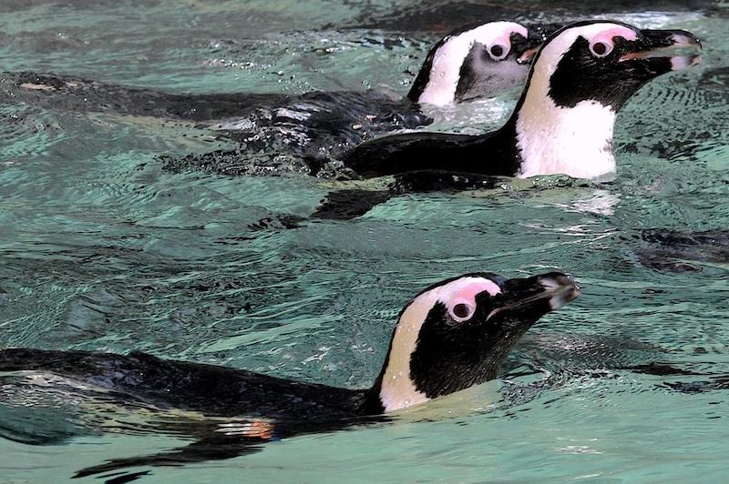Il Bioparco di Roma accoglie i pinguini del Capo