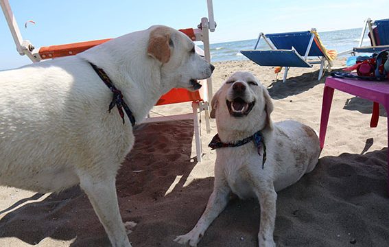 Per Pasqua riapre Baubeach®, la prima spiaggia per cani liberi e felici d’Italia a Maccarese dal 19 aprile