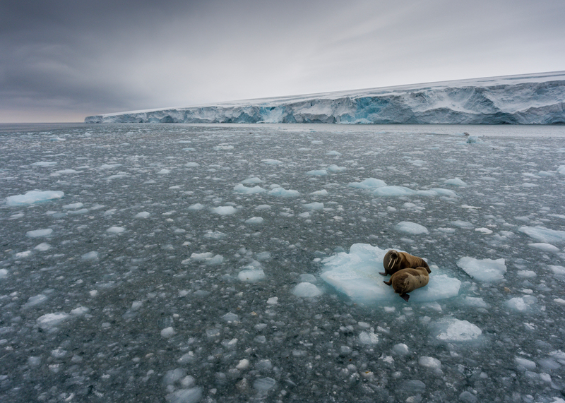 Greenpeace: ecco come proteggere un terzo degli Oceani del Pianeta entro il 2030