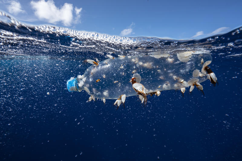 Greenpeace: ecco come proteggere un terzo degli Oceani del Pianeta entro il 2030