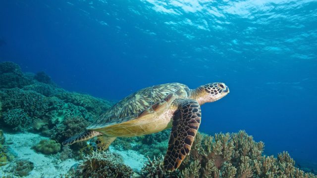 Greenpeace: ecco come proteggere un terzo degli Oceani del Pianeta entro il 2030