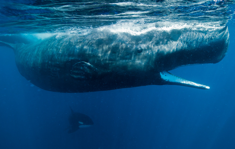 Greenpeace: ecco come proteggere un terzo degli Oceani del Pianeta entro il 2030