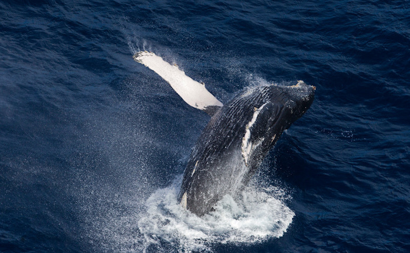 Greenpeace: ecco come proteggere un terzo degli Oceani del Pianeta entro il 2030