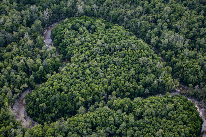 Report Greenpeace: la produzione industriale di materie prime agricole si sta mangiando le foreste del Pianeta