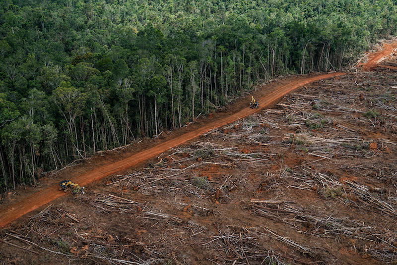Report Greenpeace: la produzione industriale di materie prime agricole si sta mangiando le foreste del Pianeta