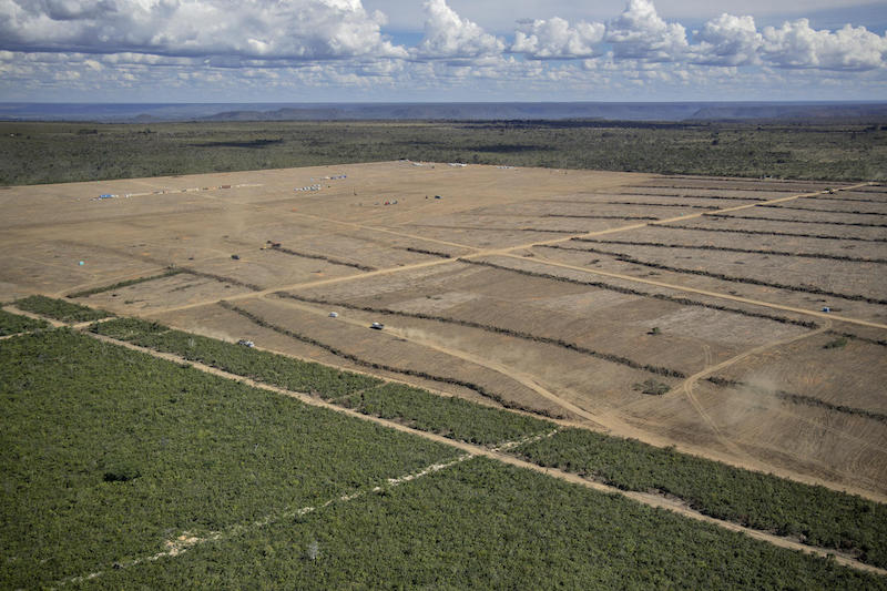 Report Greenpeace: la produzione industriale di materie prime agricole si sta mangiando le foreste del Pianeta
