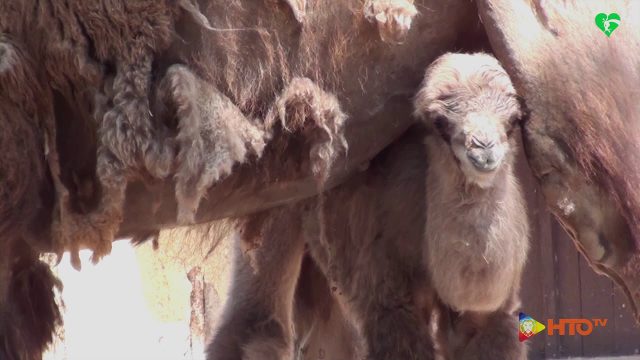 Al Bioparco di Roma è nata Prisca, cammello della Battriana