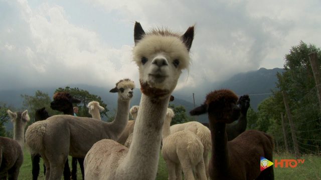 Gli Alpaca del Maso Eden a Cavedine (TN)