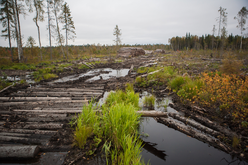 Greenpeace: dopo 20 anni di campagne, protetta in Russia una foresta grande come il Belgio