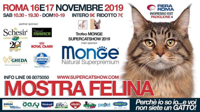 I gatti più belli del mondo, campioni del mondo, Best in Show al SuperCat  Show 2019 – HTO.tv