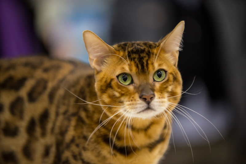 I gatti più belli del mondo, campioni del mondo, Best in Show al SuperCat Show 2019