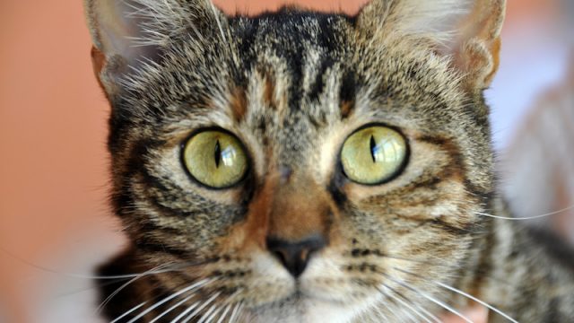 I gatti più belli del mondo, campioni del mondo, Best in Show al SuperCat Show 2019