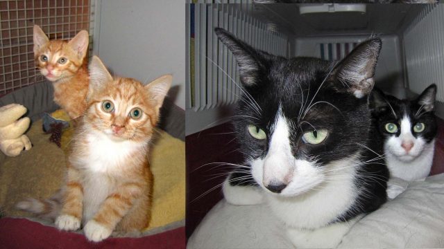 SuperCat Show: Black&White e Lilliput&Lord sono in cerca di un’adozione doppia del cuore. Hanno tutti una triste storia alle spalle. Vi aspettano per avere tante coccole