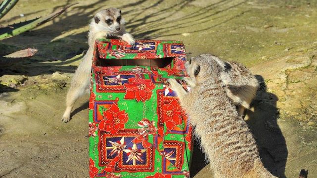 Dal 26 dicembre alla Befana al Bioparco di Roma