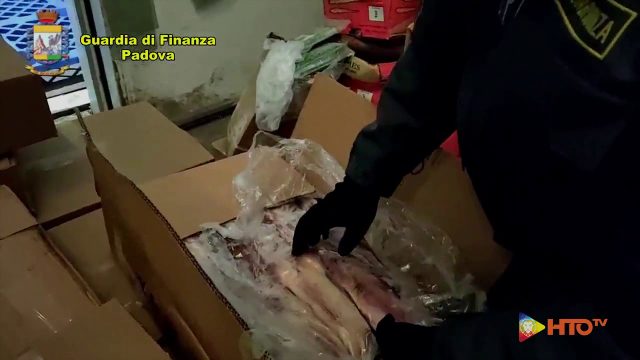 Guardia di Finanza – Padova, Sequestrate, ed immediatamente distrutte, 9,5 tonnellate di carni suine illegalmente importate dalla Cina per l’imminente Capodanno cinese ed a rischio peste suina