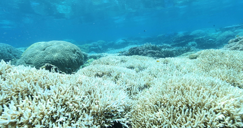 Greenpeace: Australia, nuovo sbiancamento massiccio della Barriera Corallina
