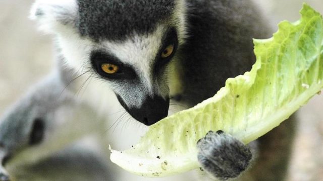 Domenica 8 marzo al Bioparco la Giornata mondiale della Fauna selvatica