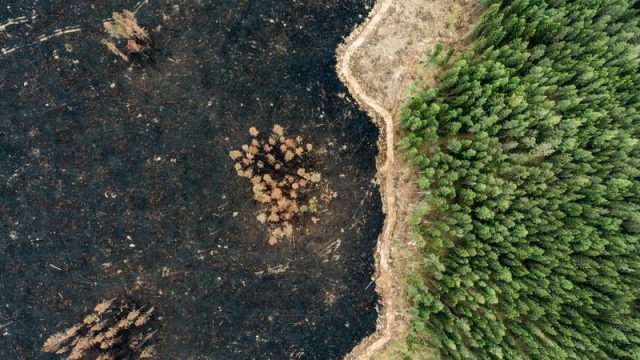 Giornata internazionale delle foreste. Greenpeace: Non si azzerano le emissioni piantando alberi