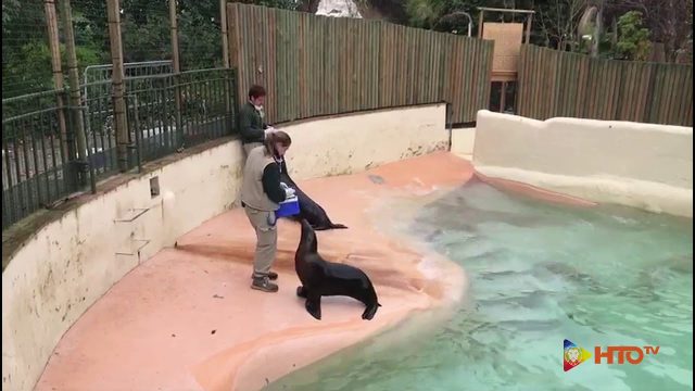 COVID-19 – Anche durante l’emergenza coronavirus, al Bioparco di Roma i keeper continuano a prendersi cura degli animali ospitati