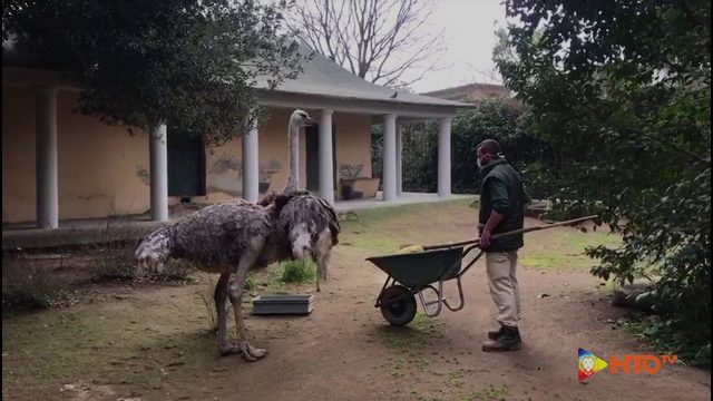 COVID-19 – Anche durante l’emergenza coronavirus, al Bioparco di Roma i keeper continuano a prendersi cura degli animali ospitati