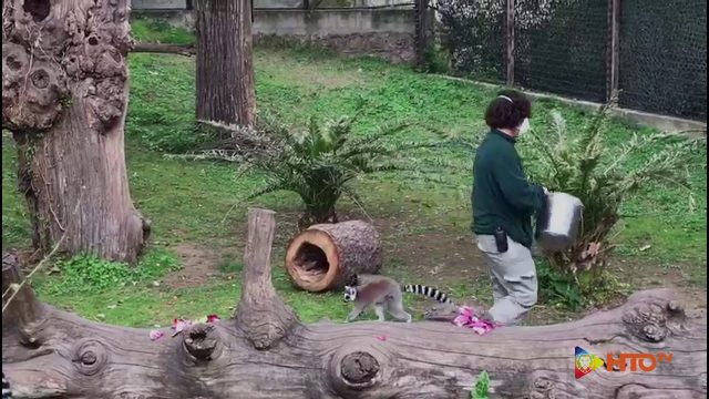 COVID-19 – Anche durante l’emergenza coronavirus, al Bioparco di Roma i keeper continuano a prendersi cura degli animali ospitati