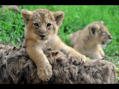 Doppio fiocco rosa al Bioparco di Roma, nate due cucciole di Leone Asiatico