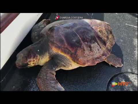 Guardia Costiera – Lampedusa (AG), Soccorsa una tartaruga “Caretta Caretta” rimasta impigliata in un rete da pesca
