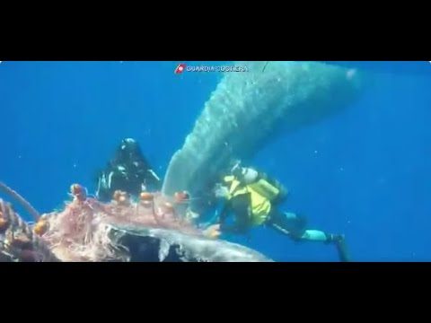 Guardia Costiera – Isole Eolie (ME), Liberato capodoglio intrappolato in una rete da pesca