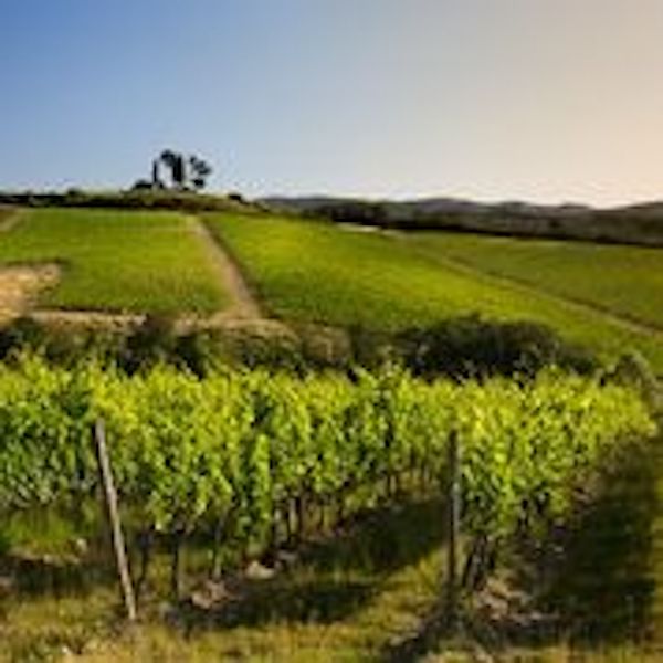 Precisione enologica, tradizione e territorio: la famiglia Piccini presenta i  tre nuovi  vini Premium Collezione Oro nati dalla collaborazione con  Riccardo Cotarella un Orvieto Classico, un Rosato e un Toscana IGT confermano gli elevati standard qualitativi della linea nata per diffondere la filosofia della famiglia in Italia